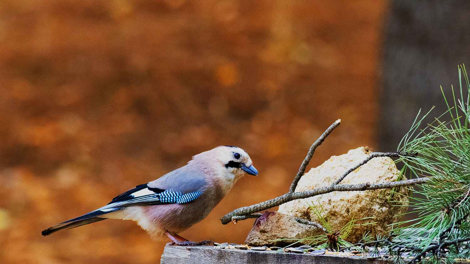 Eurasian Jay